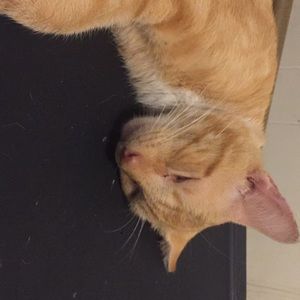 Meet your Posher, Pamela